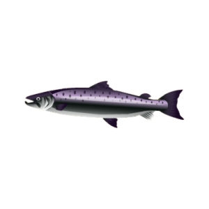 Sealskin Salmon